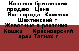 Котенок британский продаю › Цена ­ 3 000 - Все города, Каменск-Шахтинский г. Животные и растения » Кошки   . Красноярский край,Талнах г.